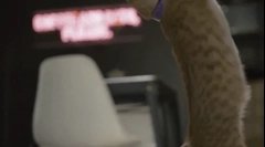 Як підняти кішку